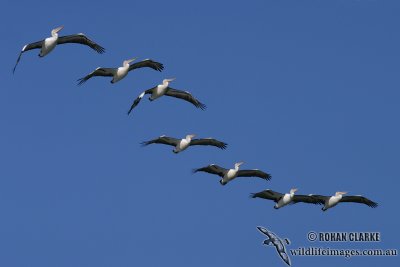 Australian Pelican 1568.jpg