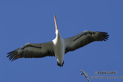 Australian Pelican 1571.jpg