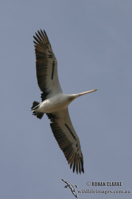 Australian Pelican 3168.jpg