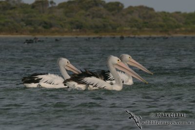 Australian Pelican 3221.jpg