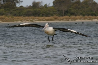 Australian Pelican 3224.jpg