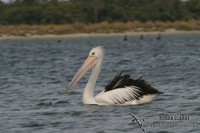 Australian Pelican 3228.jpg