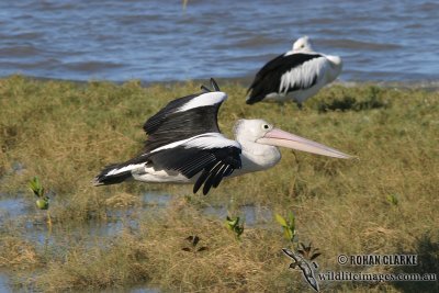 Australian Pelican 8246.jpg