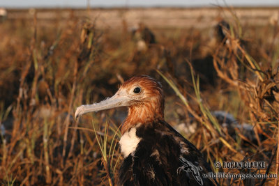 Lesser Frigatebird 2014.jpg