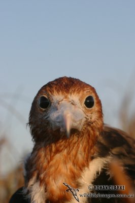 Lesser Frigatebird 2022.jpg