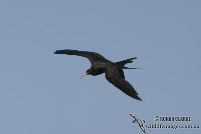 Lesser Frigatebird 2063.jpg