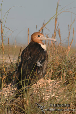 Lesser Frigatebird 9357.jpg