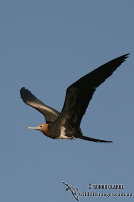 Lesser Frigatebird 9358.jpg