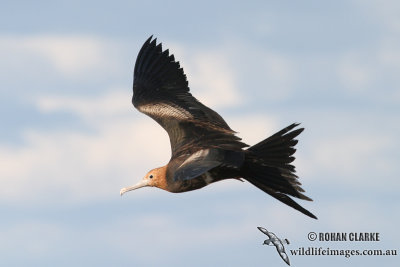 Lesser Frigatebird (NZ vagrant)