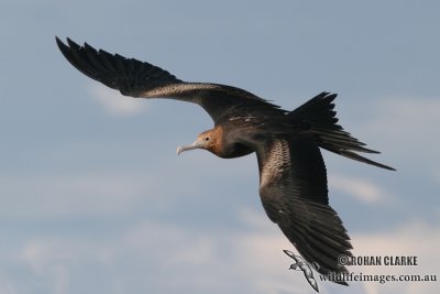 Lesser Frigatebird 9429.jpg