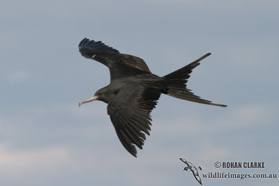 Lesser Frigatebird 9430.jpg