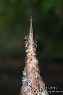 Black Bittern 2344