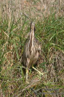 Brown Bittern 9611.jpg