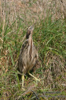 Australian Bittern