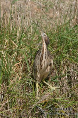 Brown Bittern 9618.jpg