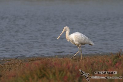 Yellow-billed Spoonbill 5931.jpg