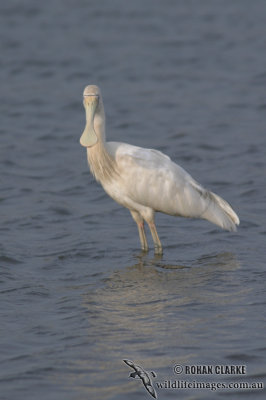 Yellow-billed Spoonbill 5935.jpg