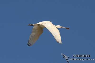 Yellow-billed Spoonbill 6766.jpg