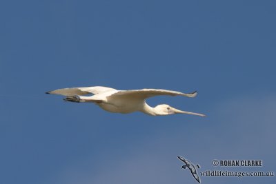 Yellow-billed Spoonbill 6767.jpg