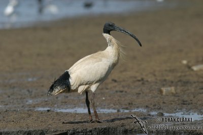 Australian White Ibis 1091.jpg