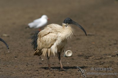 Australian White Ibis 1100.jpg