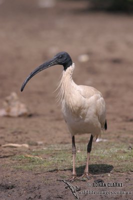 Australian White Ibis 1104.jpg