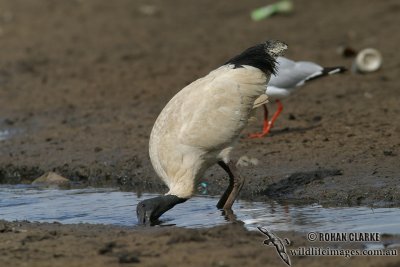 Australian White Ibis 1106.jpg