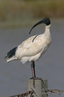 Australian White Ibis 3330.jpg