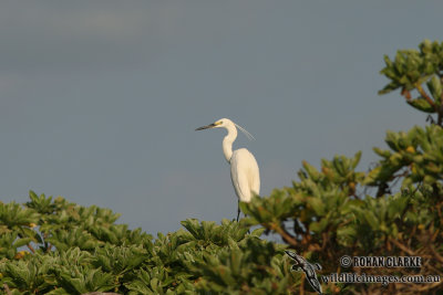 Little Egret 1611.jpg