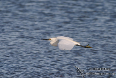 Little Egret 5696.jpg