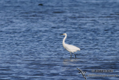 Little Egret 5703.jpg