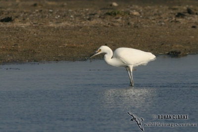 Little Egret 6756.jpg