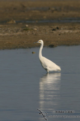 Little Egret 6758.jpg