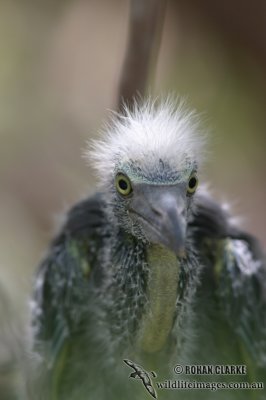 Eastern Reef Egret 1295.jpg