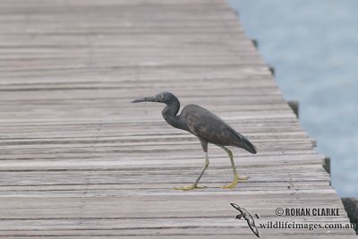 Eastern Reef Egret 4068.jpg