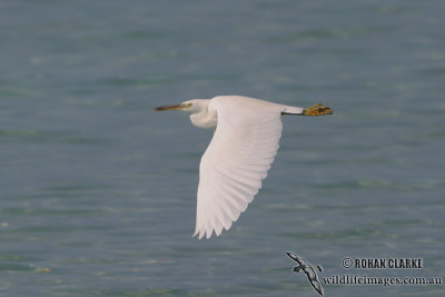 Eastern Reef Egret 9133.jpg