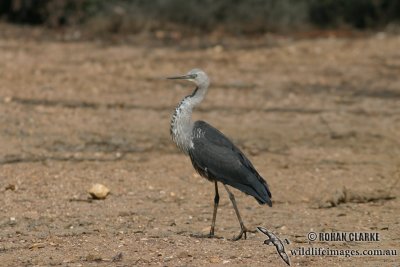 White-necked Heron 5289.jpg