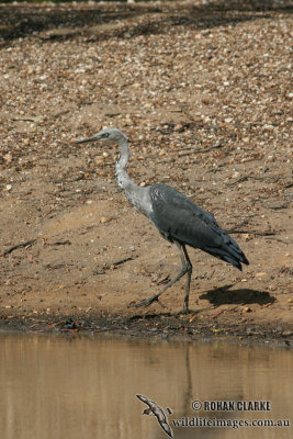 White-necked Heron 5294.jpg