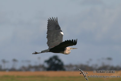 White-necked Heron 8421.jpg