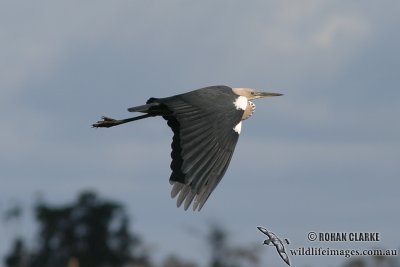 White-necked Heron 8422.jpg