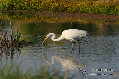 Great Egret 1001.jpg