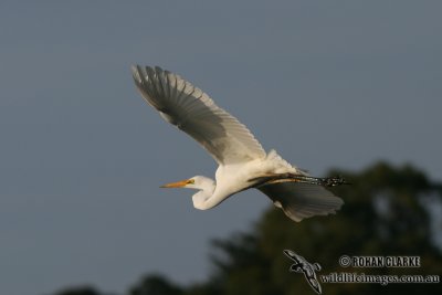 Great Egret 1008.jpg