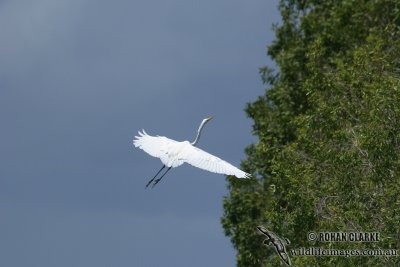 Great Egret 4409.jpg