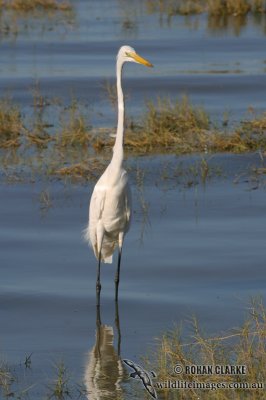 Great Egret 8258.jpg