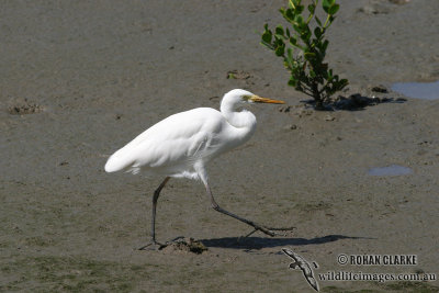 Intermediate Egret 0404.jpg