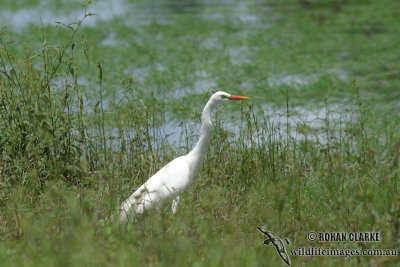 Intermediate Egret 4419.jpg