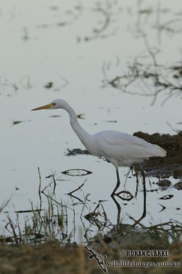 Intermediate Egret 8794.jpg