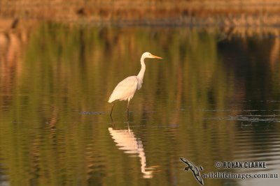 Intermediate Egret 8819.jpg