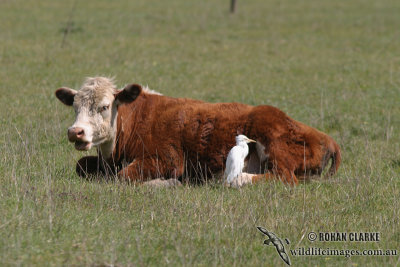 Cattle Egret 0576.jpg