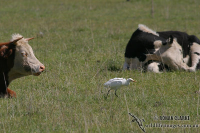 Cattle Egret 0583.jpg